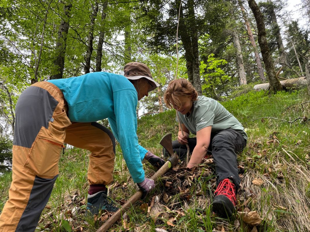 2150 Bäume gepflanzt: Freiwillige arbeiten im Kaisertal am klimafitten Wald