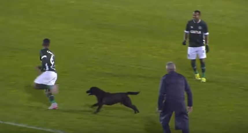 Hund feiert Treffer mit und jagt Kicker übers Spielfeld