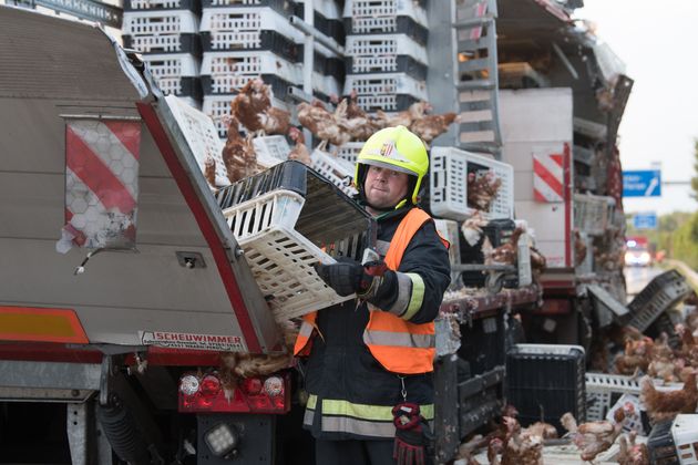 Sie wollten keinesfalls zurück in die Boxen.