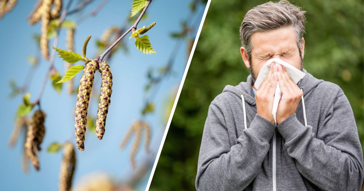 Schlechte-Nachrichten-f-r-Allergiker-Warum-die-Pollensaison-heuer-intensiver-ausfallen-soll