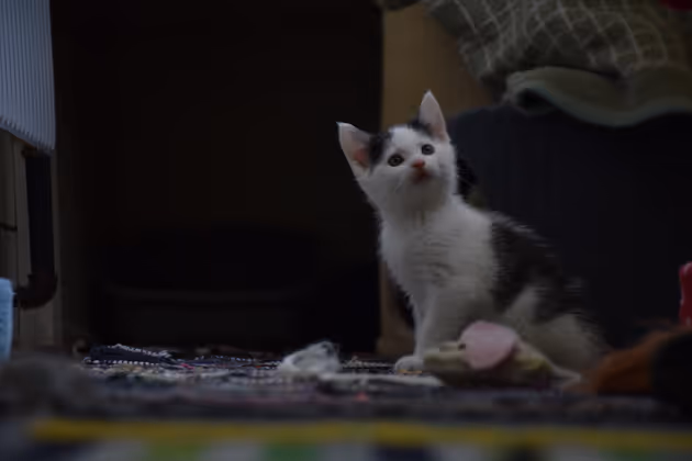 Ein halbes Jahr alt sind die jüngsten Bewohner des Schwazer Katzenheimes.