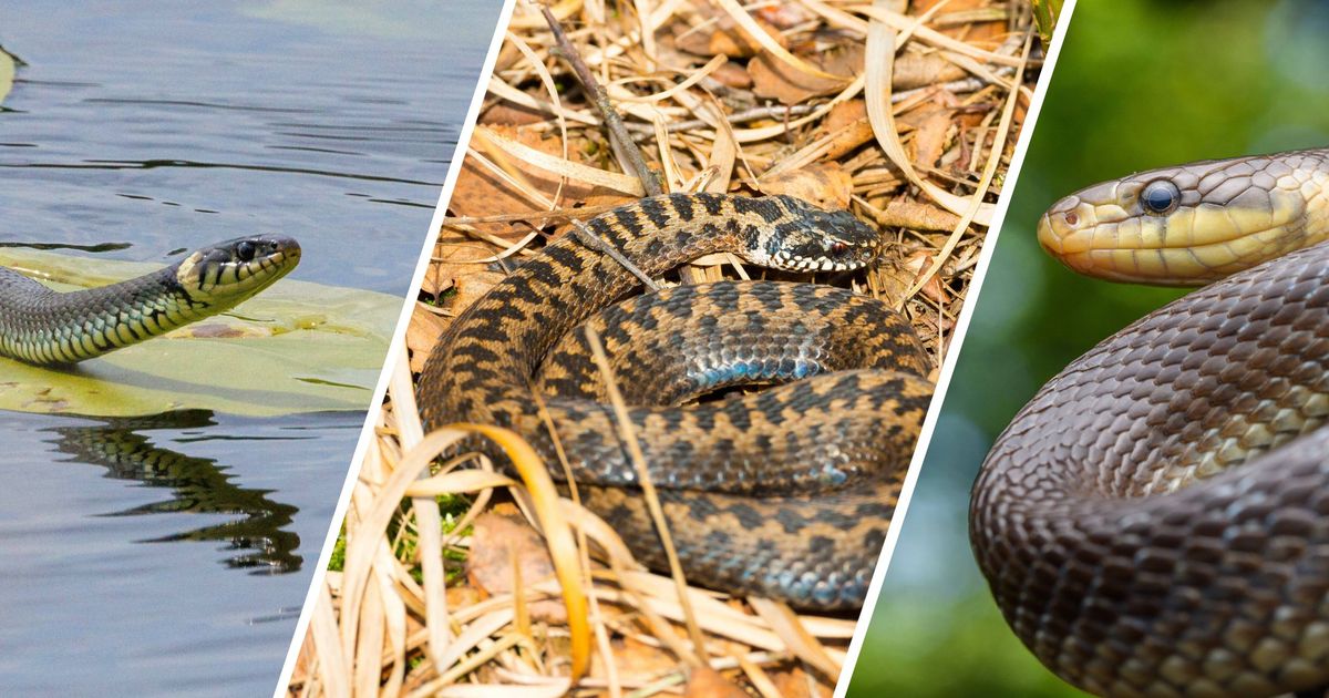 Keine-Panik-Diesen-Schlangen-kann-man-in-Tirol-in-der-Natur-begegnen