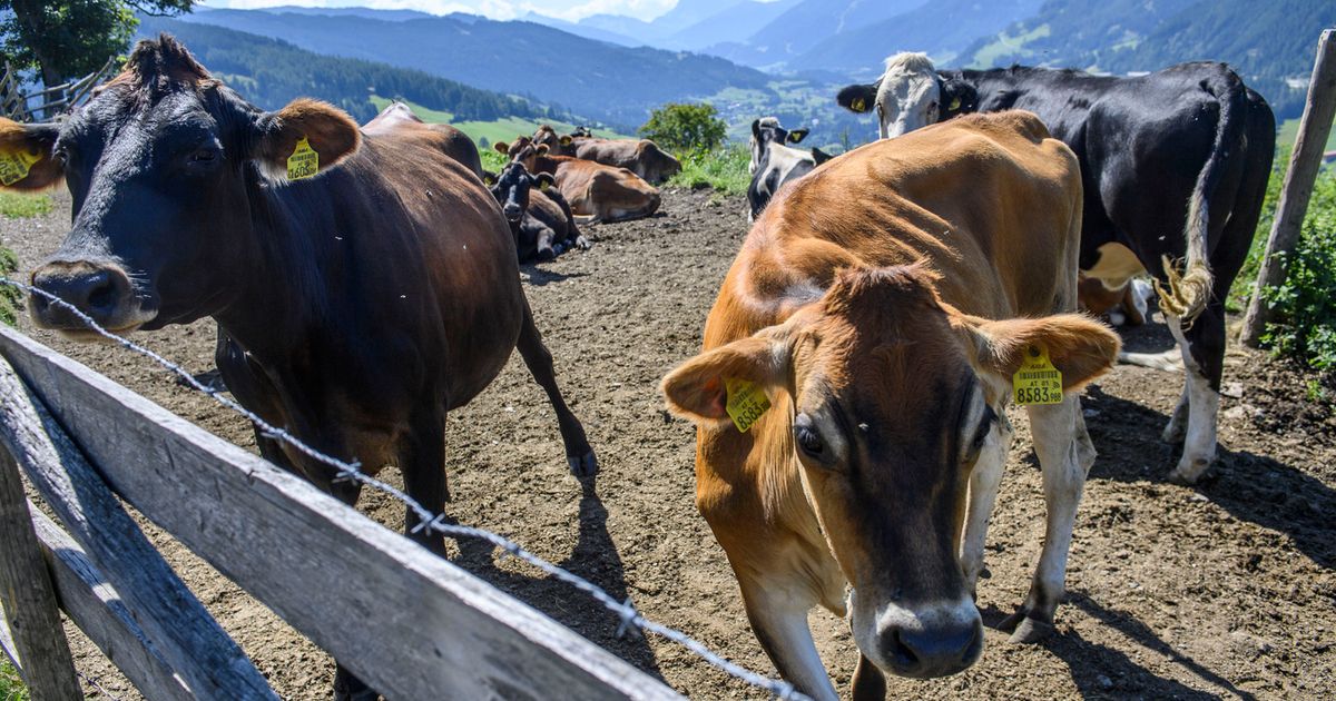 Nach-Angriffen-auf-Menschen-in-Oberlienz-K-he-wurden-auf-eingez-unte-Weide-verlegt