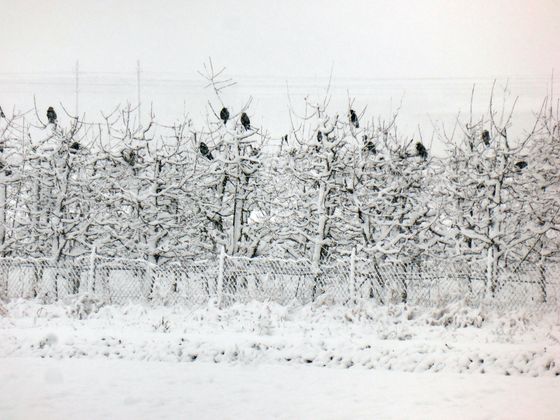 In den Feldern zwischen Rum und Thaur.