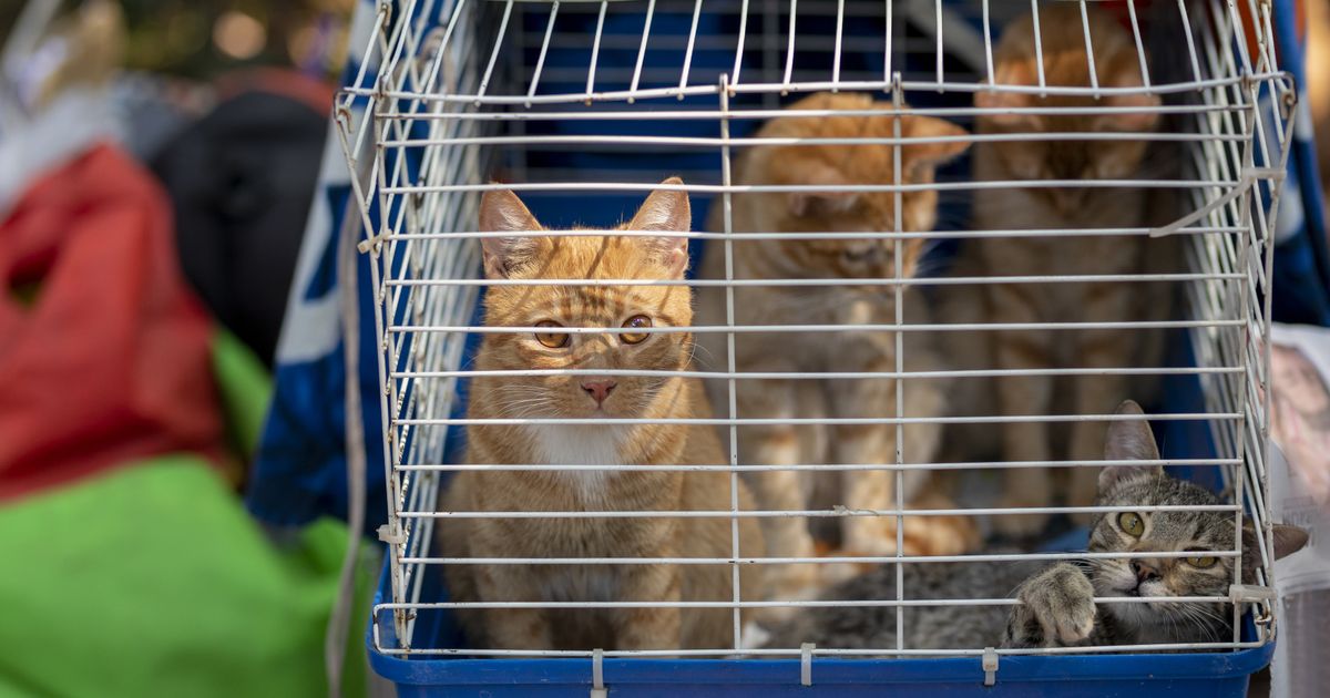 Diskussion nach Katzenmord in Tirol: Darum kommen Tierquäler nicht ins ...