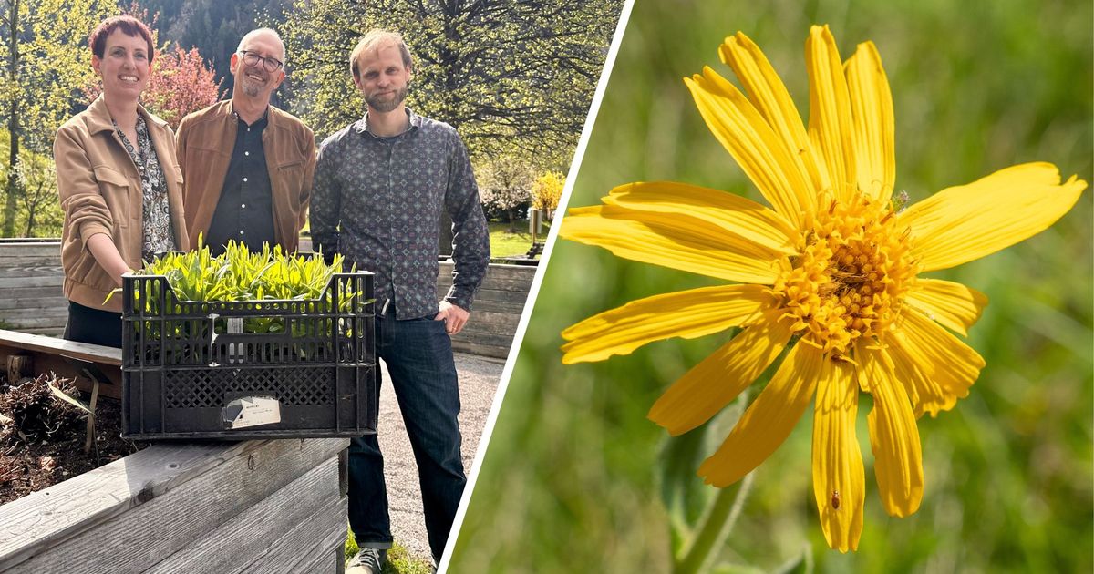 Preisspr-nge-von-1000-Prozent-Vitalpinum-braucht-neue-Strategie-bei-Heilpflanzen