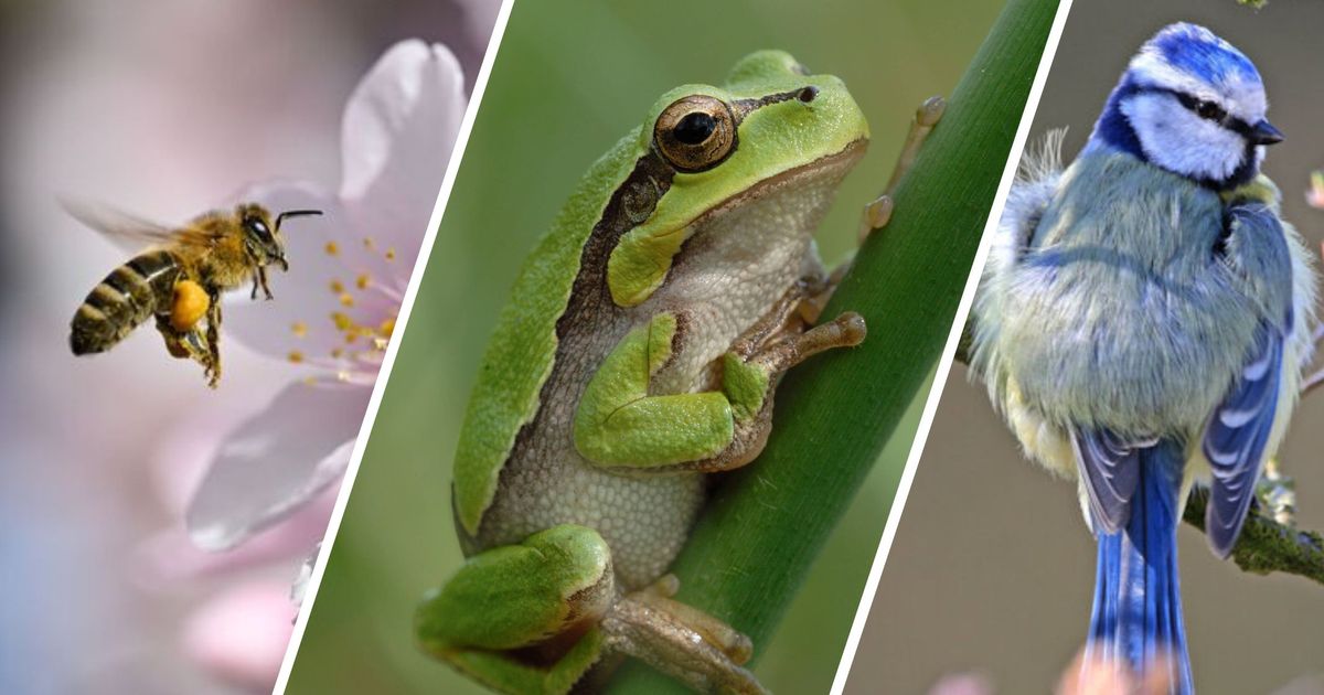 Tiere-im-Fr-hling-Wie-kann-man-Igel-Biene-und-Co-unterst-tzen-