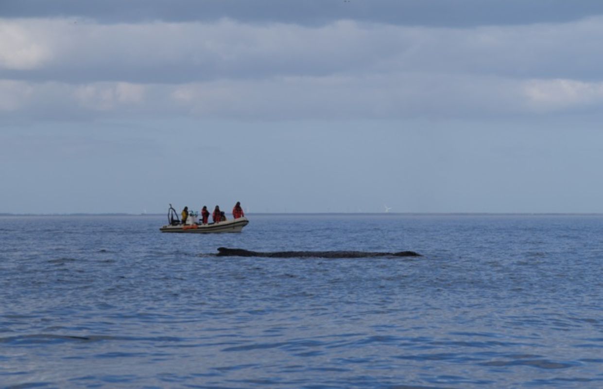 In Ostsee gestrandet: Buckelwal noch immer in Wismarbucht