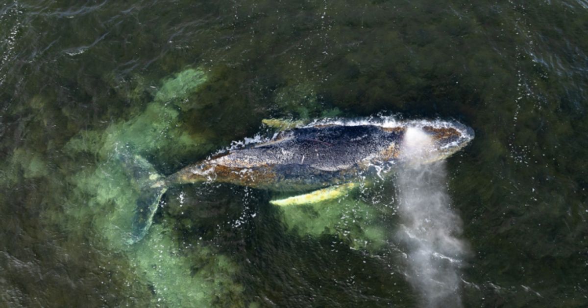 Ostsee-Buckelwal-weiterhin-in-kritischer-Lage