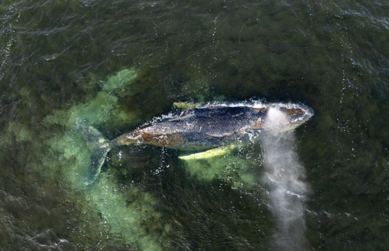 Rettungsaktion für Ostsee-Buckelwal unterbrochen