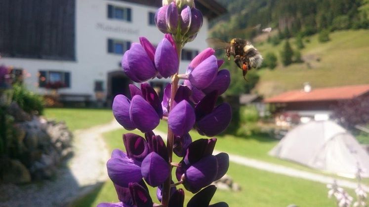 Eine Hummel im Landeanflug, Krössbach im Stubaital.