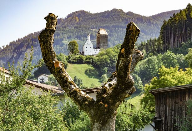 Die Burg Freundsberg durch den Stamm eines zurechtgestutzten Baumes im Schwazer Mathoigarten.