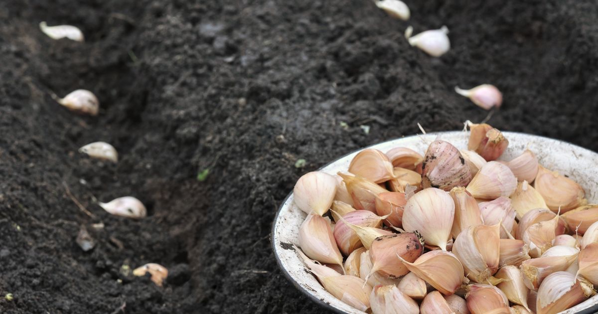 Knoblauch-ist-der-FC-Bayern-unter-den-Gew-rzen-Man-liebt-oder-hasst-ihn-