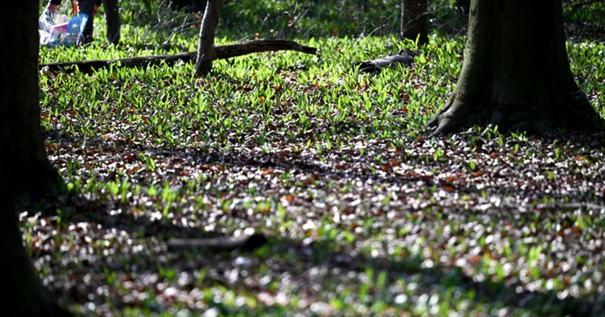 Tiroler-Waldboden-in-Langzeitstudie-im-Hinblick-auf-Klimaerw-rmung-untersucht