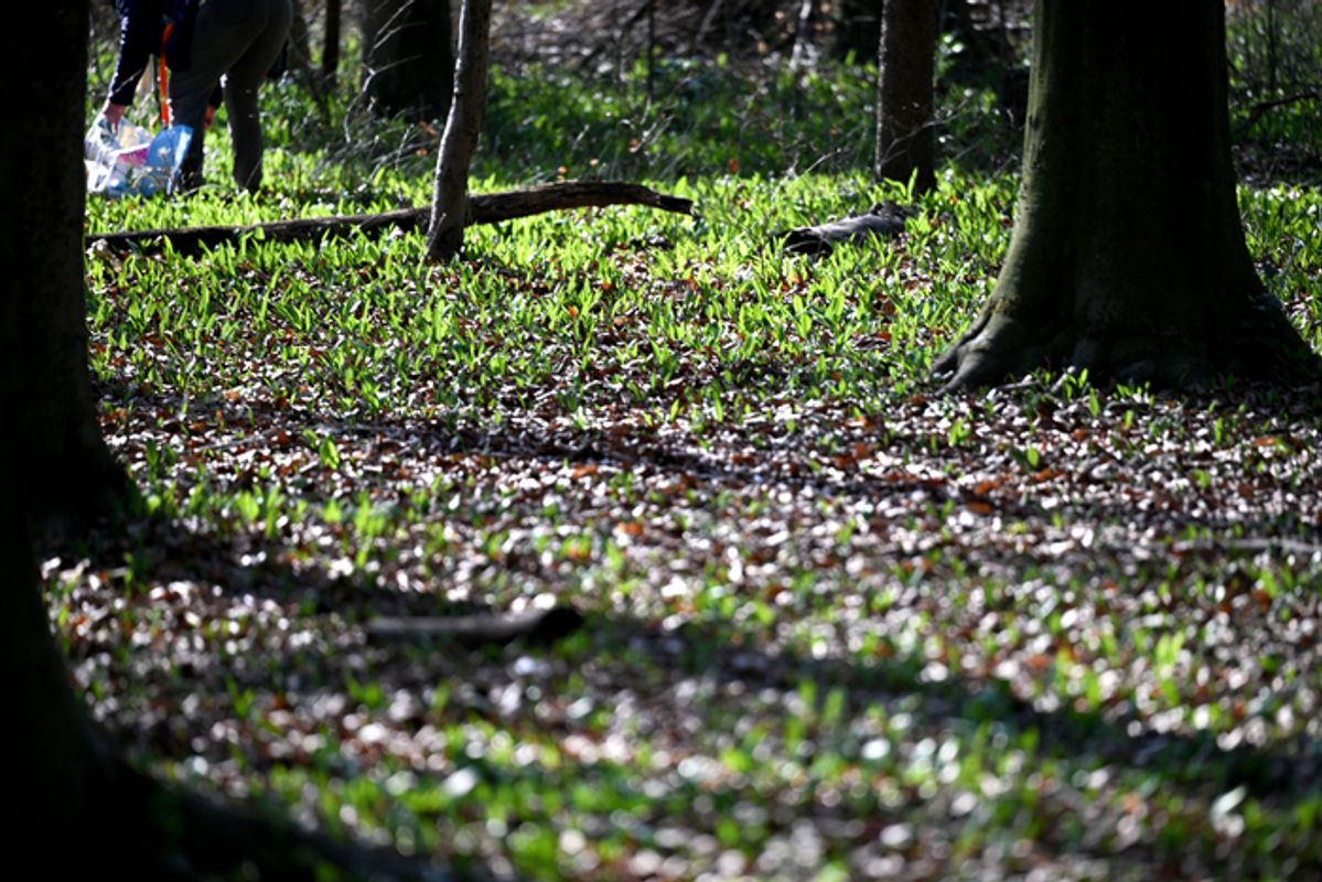 Tiroler Waldboden in Langzeitstudie im Hinblick auf Klimaerwärmung untersucht
