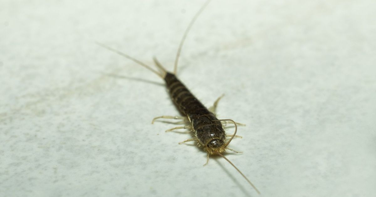 Silberfische-in-Bad-und-K-che-So-wird-man-sie-wieder-los