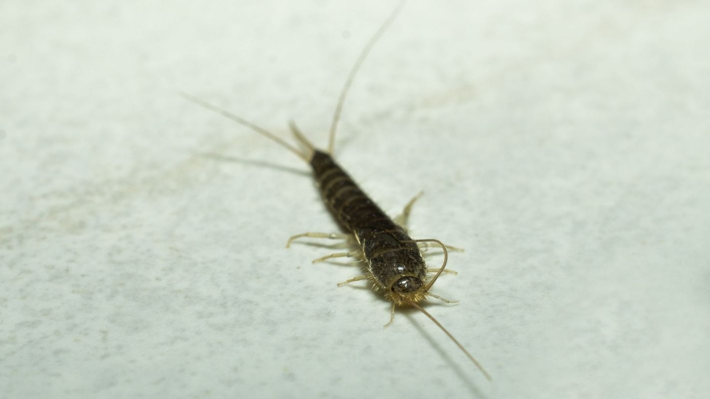 Silberfische in Bad und Küche: So wird man sie wieder los