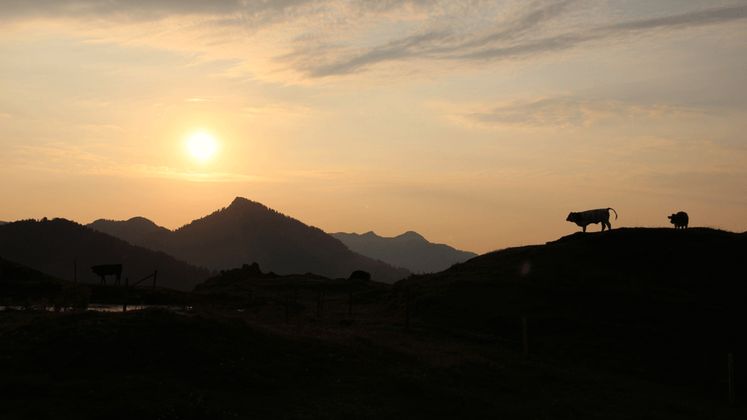 Kühe am Kranzhorn in Erl.