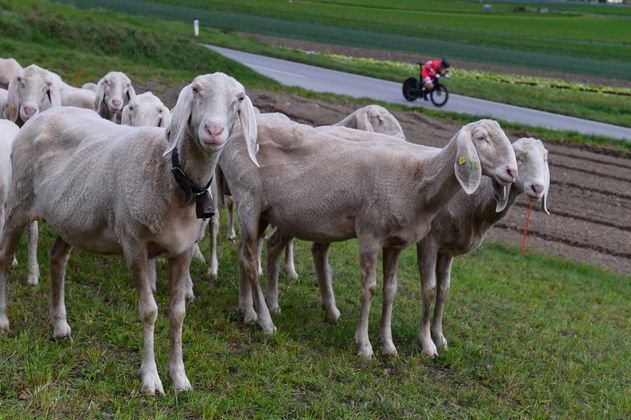 Flauschige Zuschauer gab's auch.