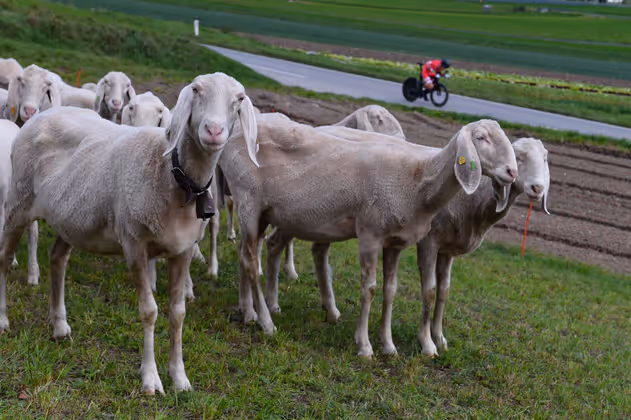 Flauschige Zuschauer gab's auch.