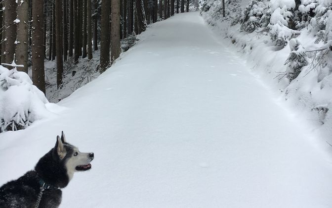 Der Husky von Romina Jeitner durfte seine Spuren in dem noch unberührten Schnee hinterlassen.
