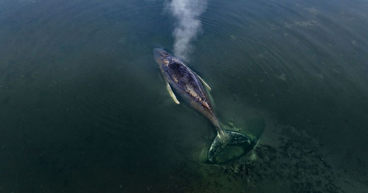 Gibt-es-noch-eine-Chance-Gestrandeter-Buckelwal-Timmy-atmet-weiter
