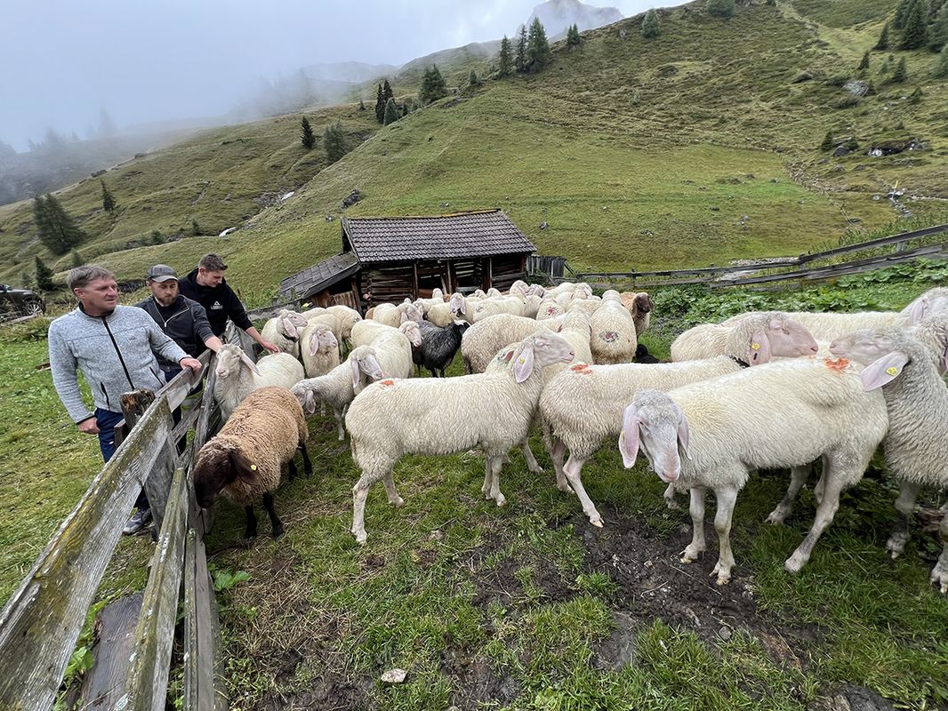 Nach zahlreichen Rissen: Naviser Bauern treiben Schafe früher ab