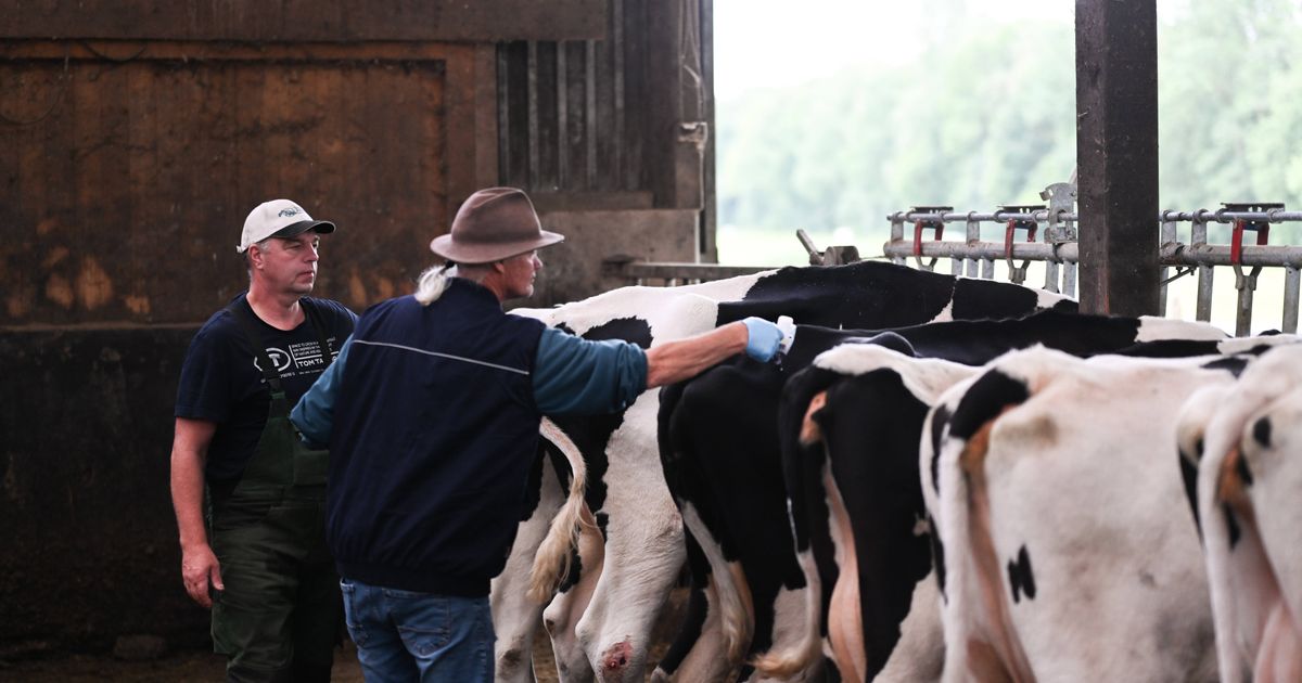 Tierseuche-breitet-sich-in-Tirol-aus-Heuer-schon-45-F-lle-gemeldet-und-es-werden-mehr