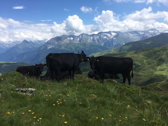 Auf der Hobalm im Tuxertal.