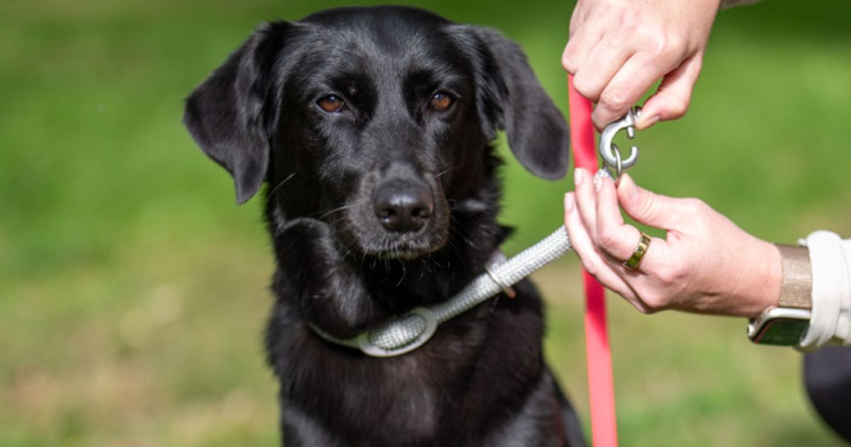 In-sterreich-selten-Versicherung-f-r-Hund-und-Katz-