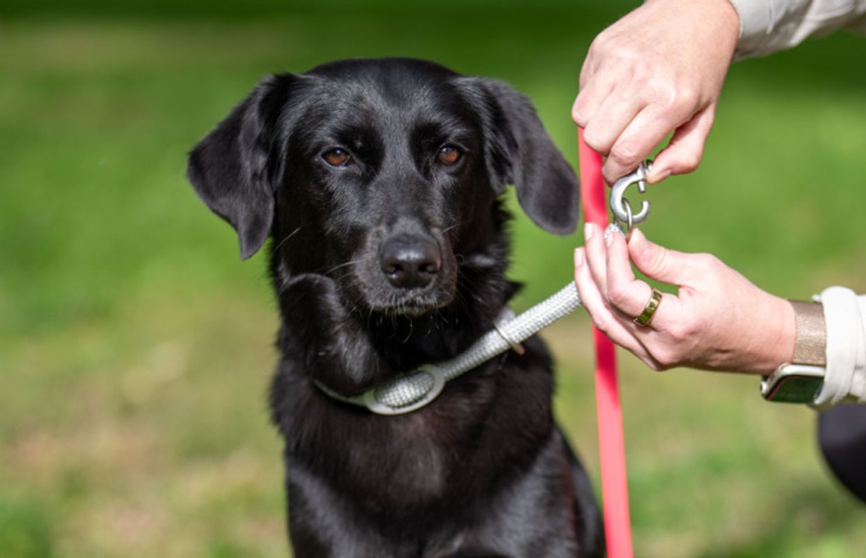 In Österreich selten Versicherung für Hund und Katz'
