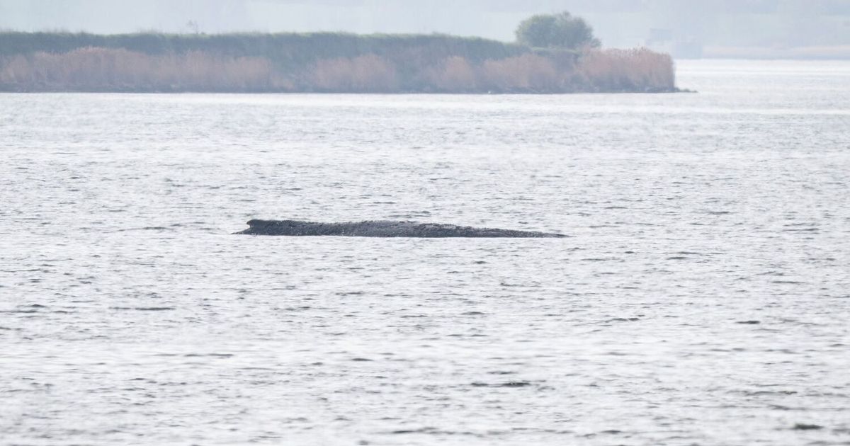 Gestrandeter-Buckelwal-liegt-weiter-vor-Poel-Experteneinsatz-l-uft