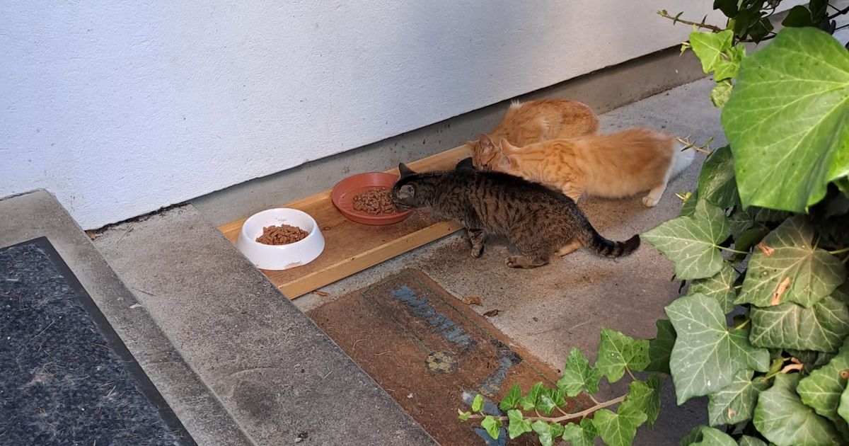 Halb-verwildert-15-Katzen-suchen-ein-neues-Zuhause-mit-viel-Freiheit