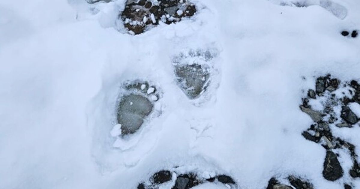 Bear paw prints discovered near Umhausen: Public informed | Tiroler ...