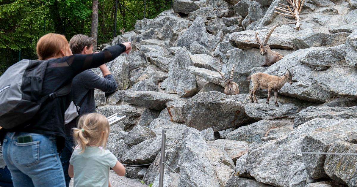 Besucherzahlen-kratzen-am-Allzeit-Hoch-Tierisch-gutes-Jahr-f-r-Innsbrucker-Alpenzoo