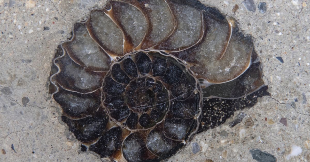 Zoll deckte bedeutsamen Fossilienschmuggel in Chile auf | Tiroler Tageszeitung Online