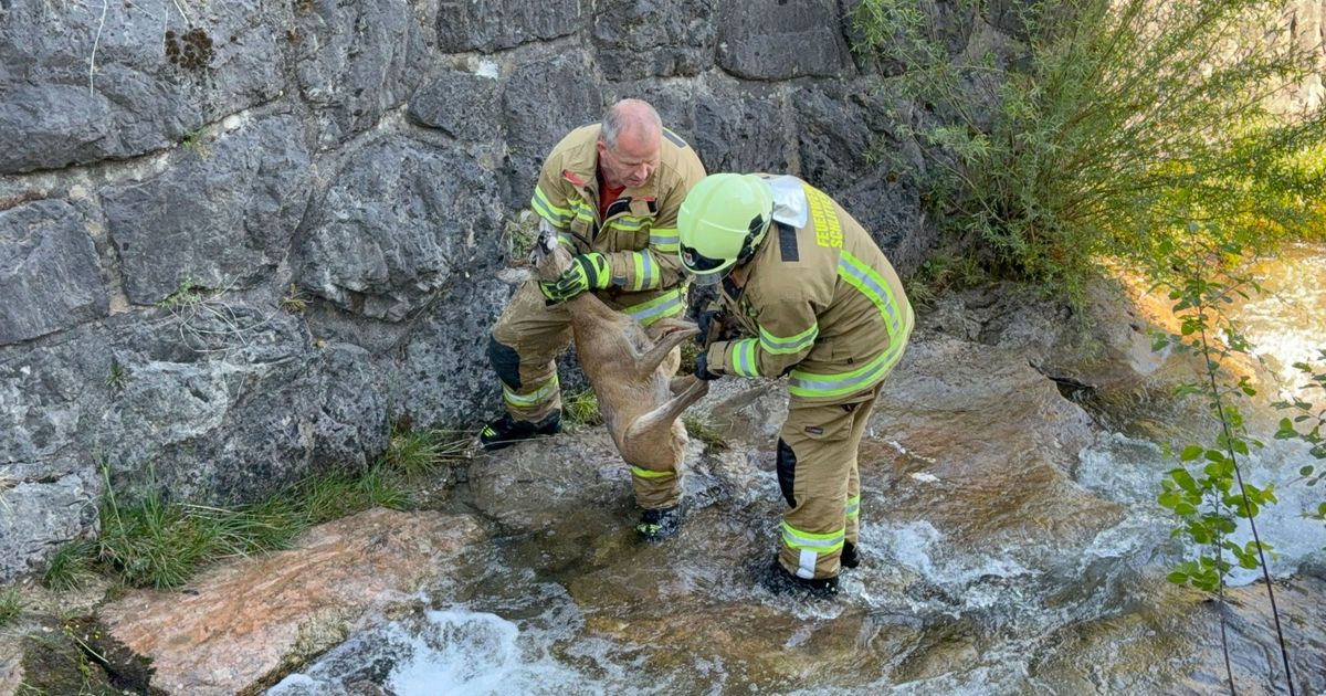 Rehbock-st-rzte-in-den-Schlitterer-Dorfbach-Feuerwehr-rettete-Rudi-