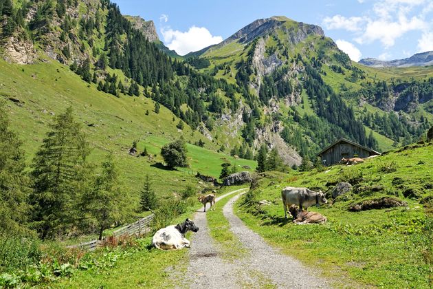 Rastende Kühe auf der Vennalm im Venntal, umringt von den Bergen der Tuxer Alpen.