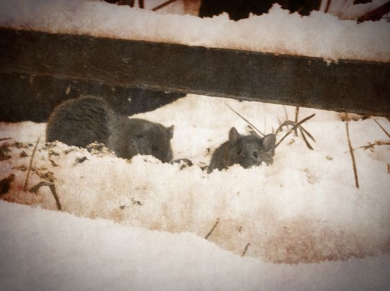 Dieser Haller Mäusefamilie scheint der Schnee zu gefallen.