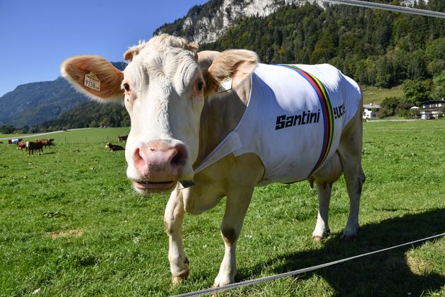 Der "kuhlste" Fan der Rad-WM.