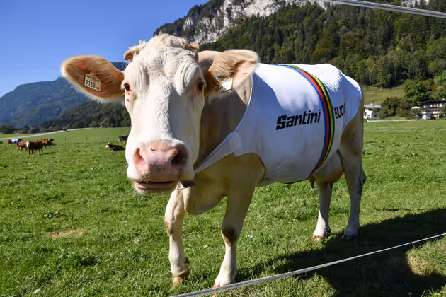Der "kuhlste" Fan der Rad-WM.