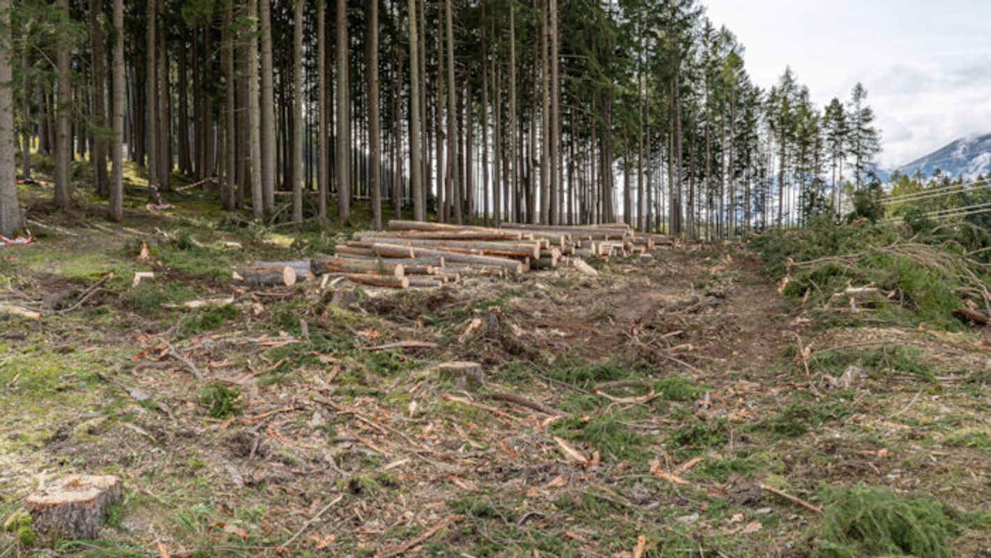 Illegale Rodungen rund um Liftbau im Stubaital landeten vor 