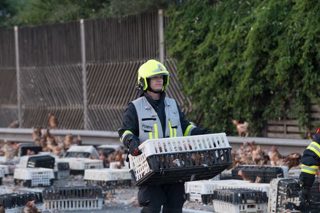 Feuerwehrmänner und Polizei hatten alle Hände voll zu tun, die Hühner wieder einzufangen.
