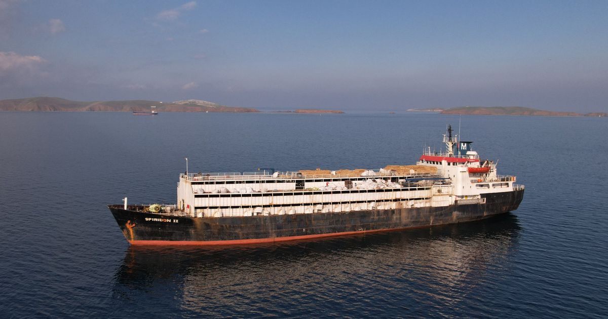 Hunderte-K-he-und-K-lber-auf-Schiff-verendet-sterreichische-Firma-soll-hinter-Transport-stehen