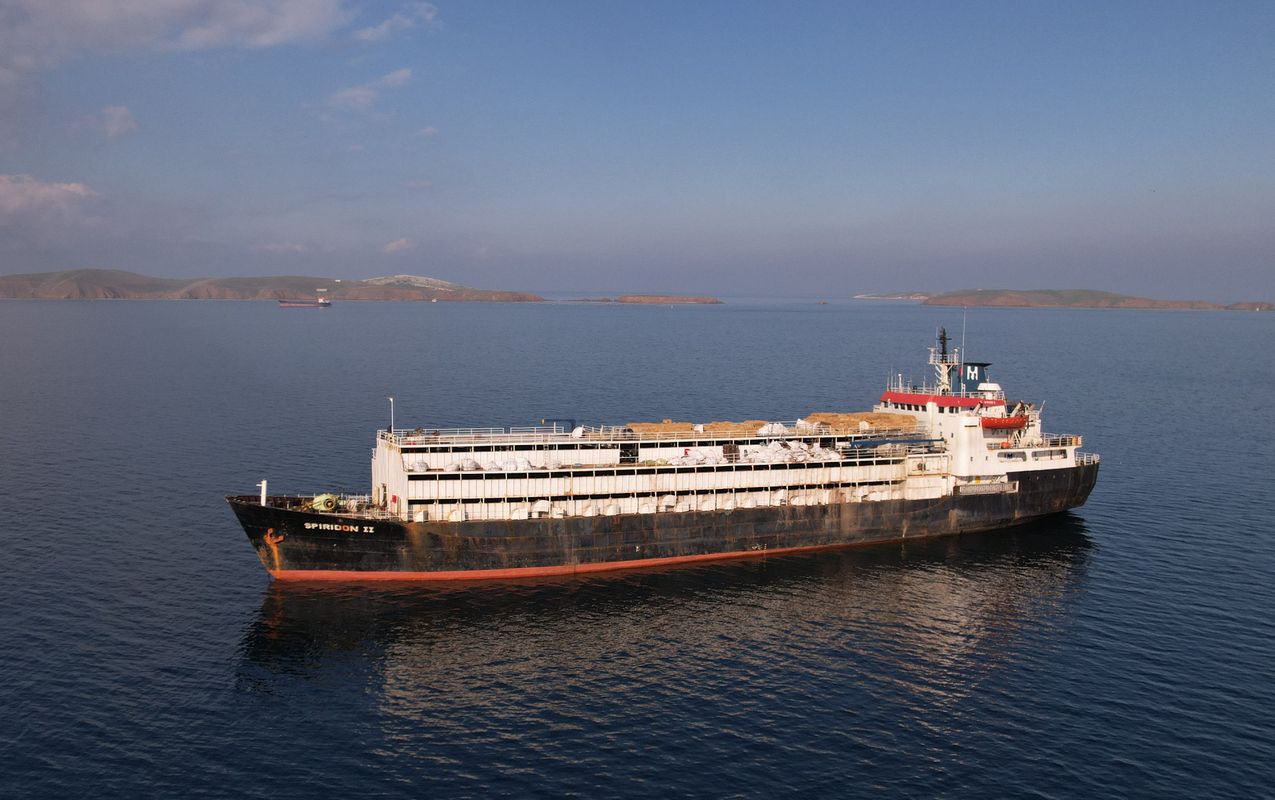 Hunderte Kühe und Kälber auf Schiff verendet: Österreichische Firma soll hinter Transport stehen