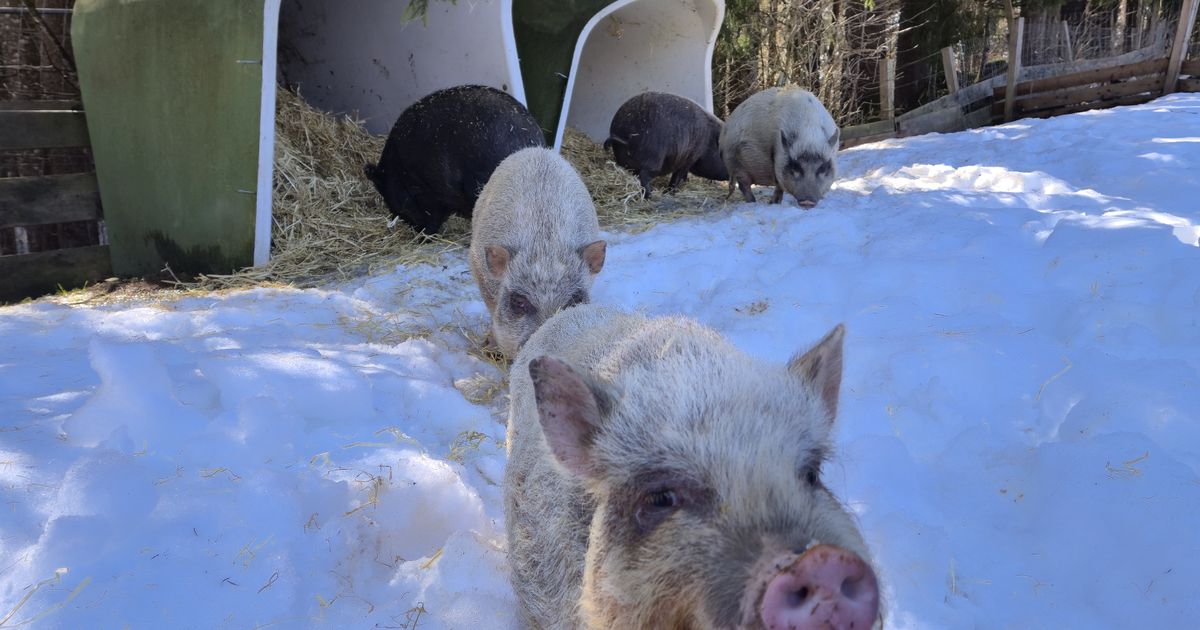 Millionen-lieben-sie-Wie-aus-der-kranken-Hannelore-ein-Online-Star-wurde