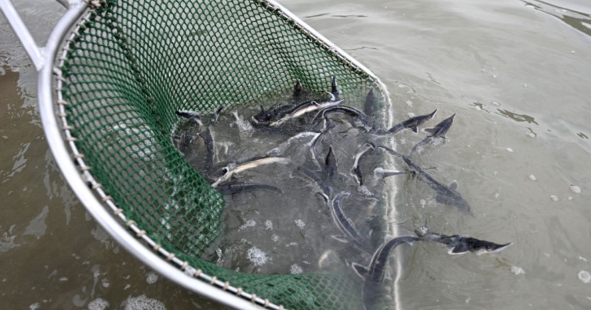 Neue-St-re-f-r-die-Donau-300-000-Tiere-bereits-ausgewildert