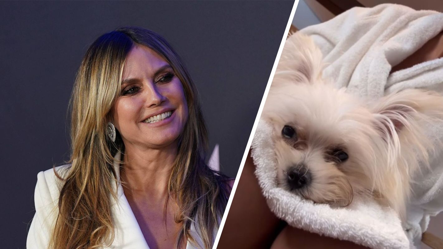 „Fritz“ adoptiert: Flauschiger Familienzuwachs bei Heidi Klum und Tom Kaulitz