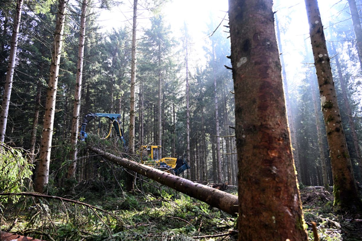 Frau von Baum getroffen: Schwerer Unfall bei Holzarbeiten im Pitztal