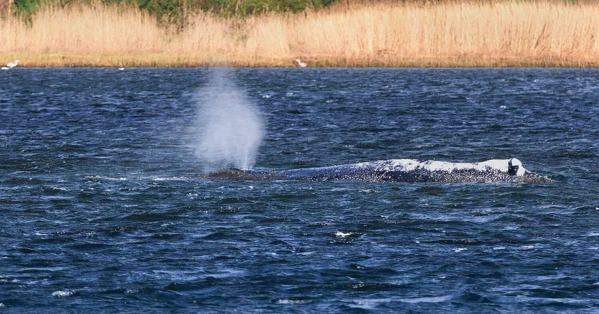 Transport-in-die-Freiheit-hat-begonnen-Buckelwal-Rettung-in-entscheidender-Phase